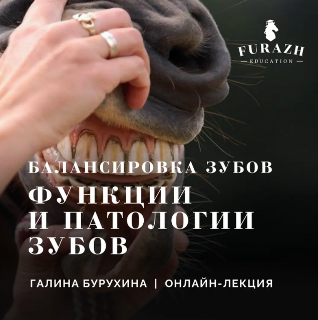 Лекция: Балансировка зубов лошади по методу Natural Balance Dentistry_Часть 2. Функции и патологии зубов